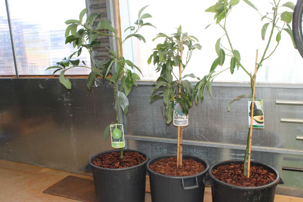 Mango Keitt Tree / Árvore de Manga Keitt