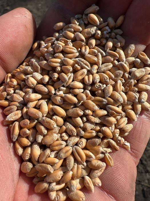 Sprzedam pszenicę ozimą