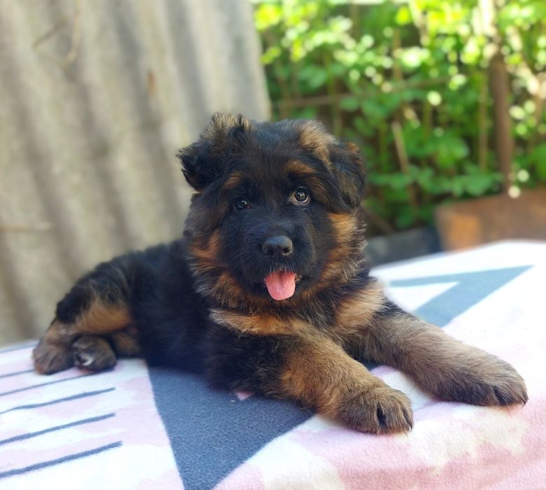 Роскошные Д. Ш. Девчонки КСУ FCI.