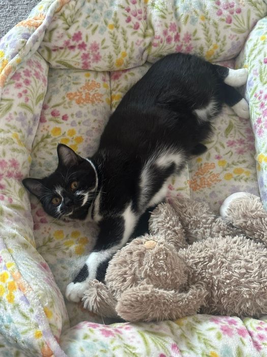 Kotki Brytijskie Krótkowłose /  Bicolor /WCF gotowe do odbioru