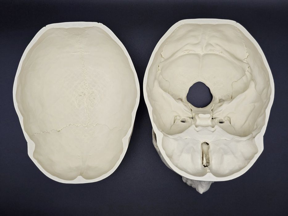 Model czaszki anatomicznej - wydruk 3D
