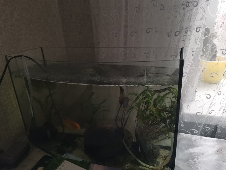 Акваріум акваріум