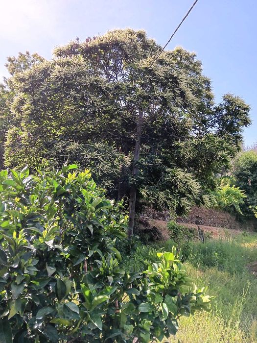 Terreno Agrícola com Vinha e Árvores de Fruto