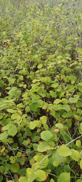 Саженцы фундука МИКС (Джифоні, Ланге, Романа, Мортарелла)