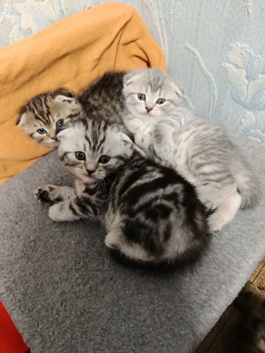 Котята шотландские вислоухие