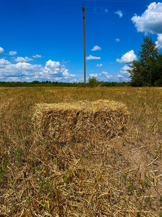 Ячна солома 2025 року