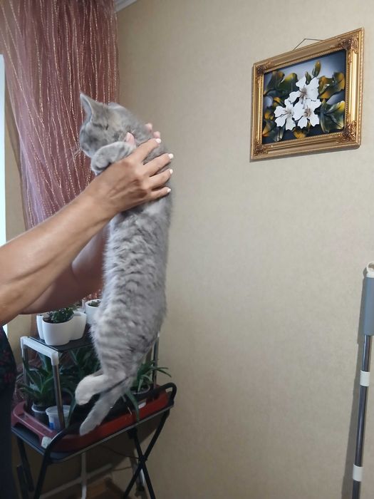 Британский прямоухий мальчик