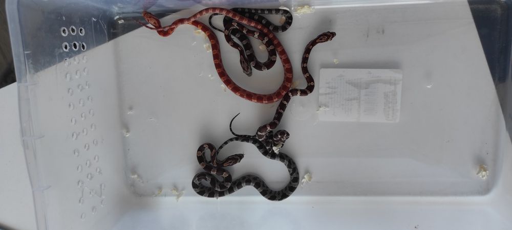 Wąż zbożowy promocja