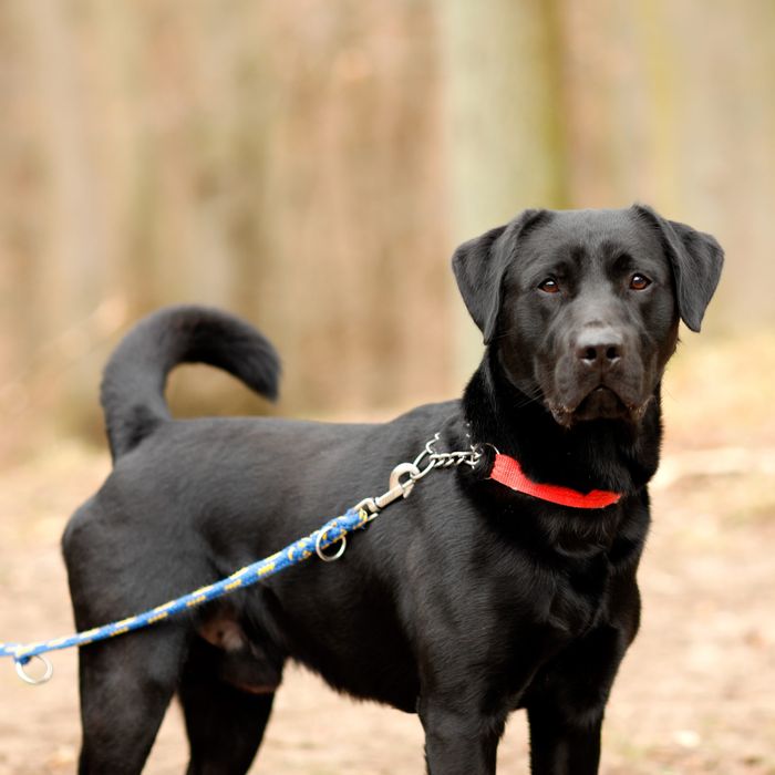 HODOR – młodziutki, wesoły i bardzo energiczny pies w typie labradora