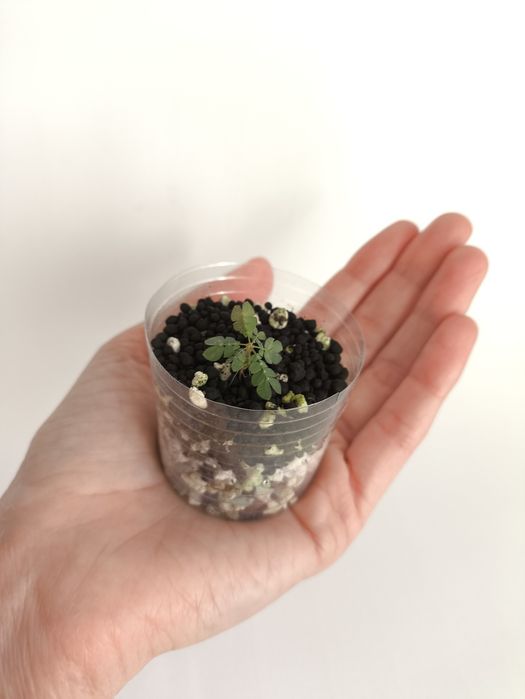 10 SEMENTES da planta Biophytum sensitivum