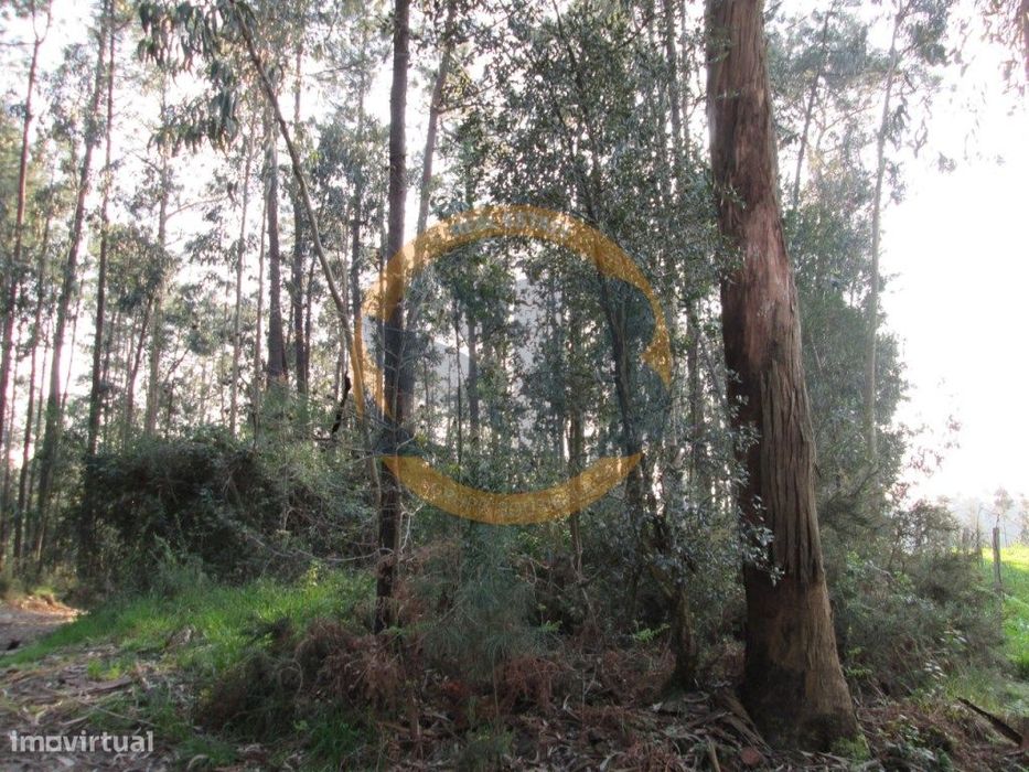 Terreno em Oliveira de Azeméis