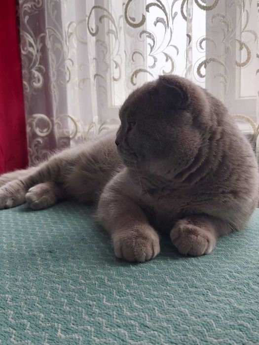 Шотландський висловухий ліловий котик