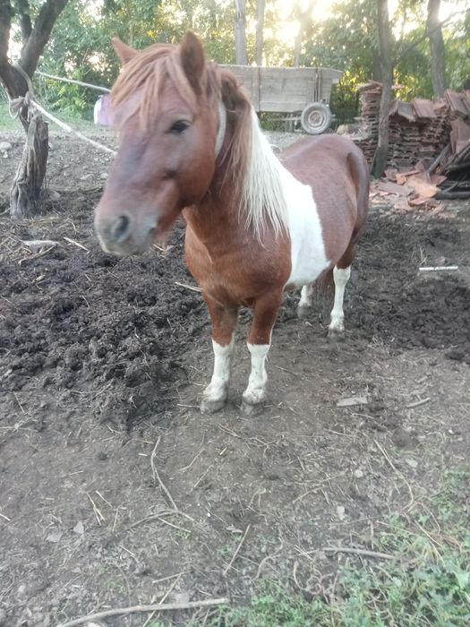 Продається жеребець поні