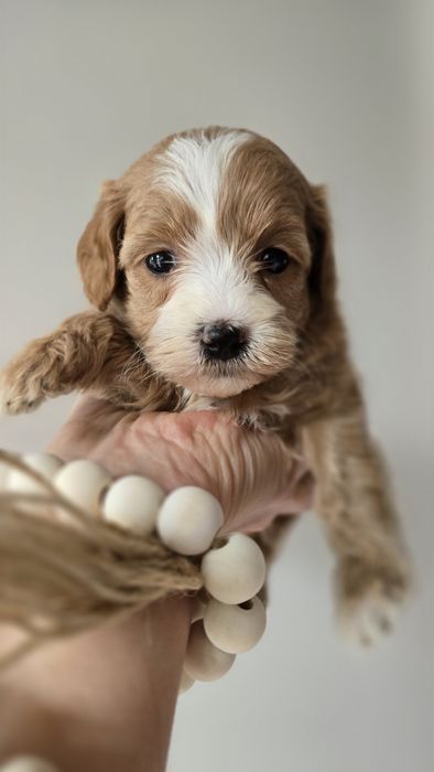 Maltipoo/ malutka dziewczynka