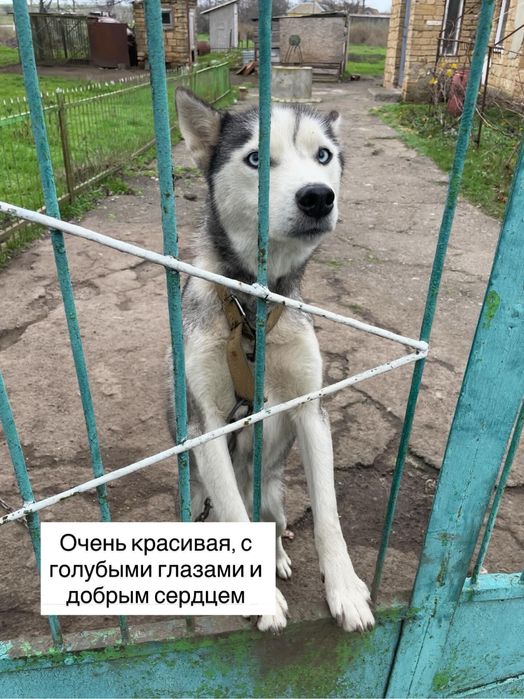 Ищем семью для Хаски