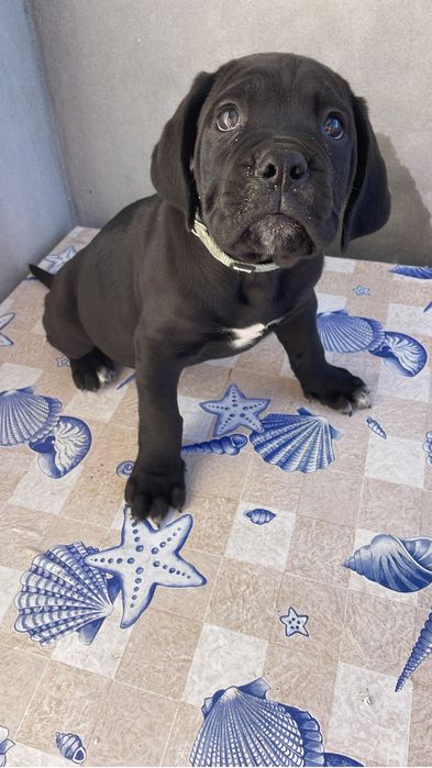 Cane Corso Italiano