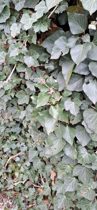 Bluszcz 40 sztuk sadzonki