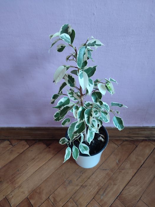 Фікус бенжаміна.