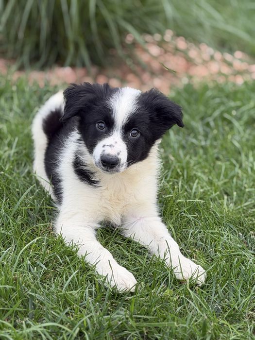 Czarno biała suczka border collie