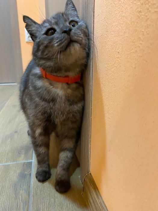 Котик в добрі руки