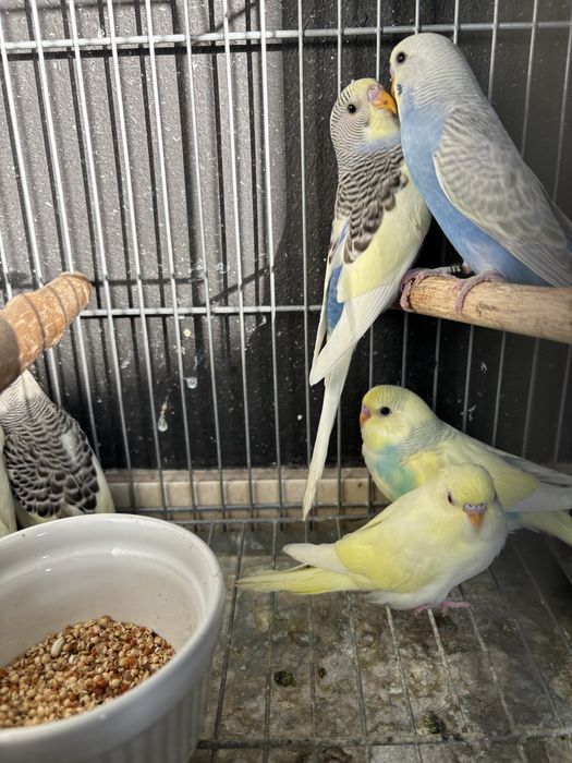 Periquitos australianos