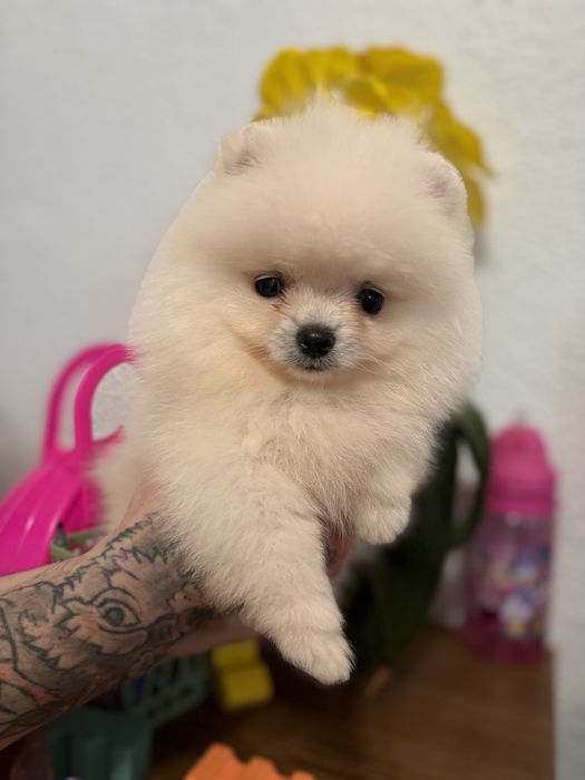 шикарний Ведмедик шоу класу
