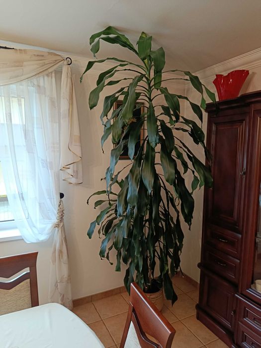 Piękna Dracena - kwitnąca