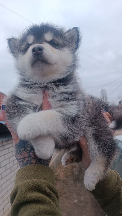 Хаскі : хлопчик та дівчинка