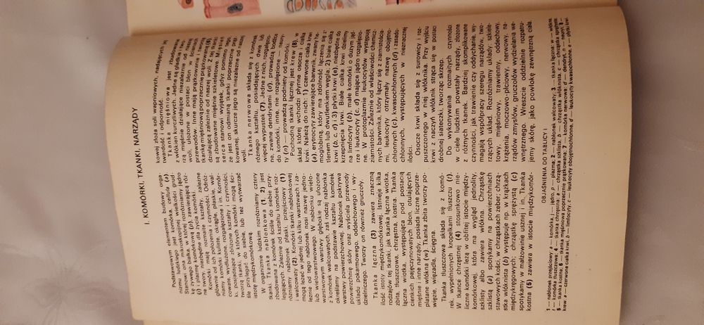 Mały atlas anatomiczny prof. Witold Sylwanowicz