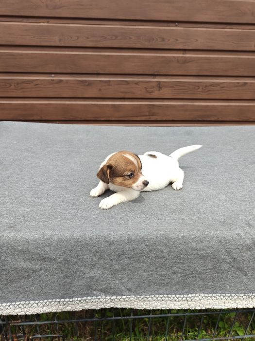 Jack Russell Terrier krótkowłosy suka