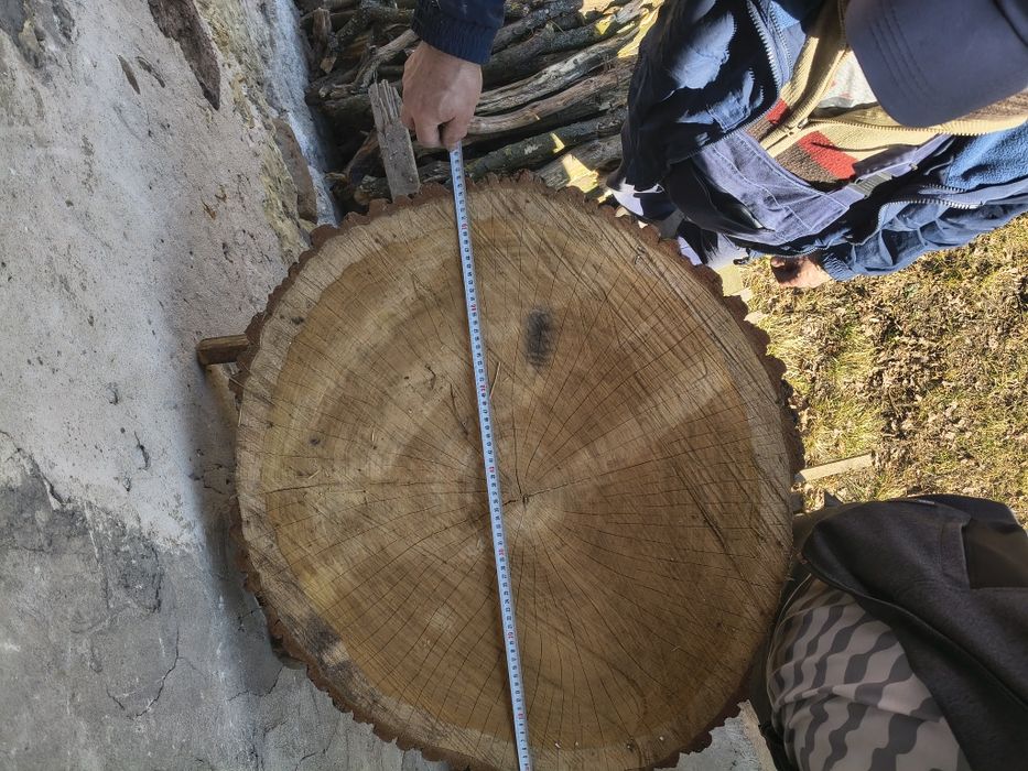 Plaster dębu o średnicy 70cm