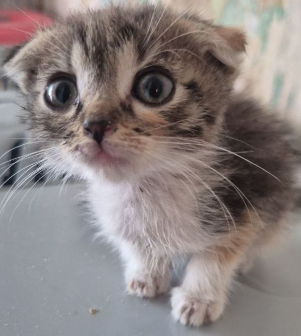 Котики и кошечки на выбор.
