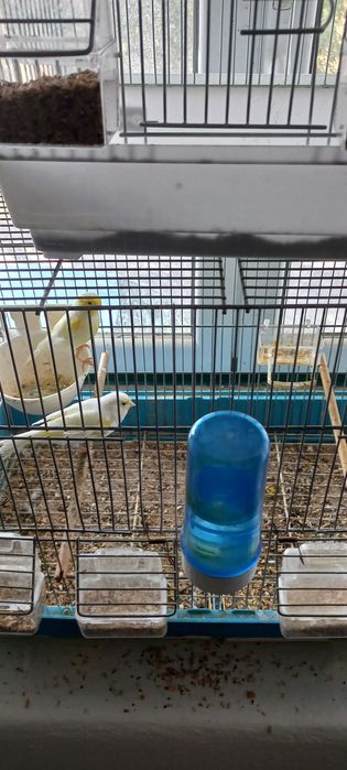 Animais domésticos
