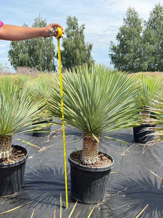 Juka Rostrata, Yucca Rostrata 100cm