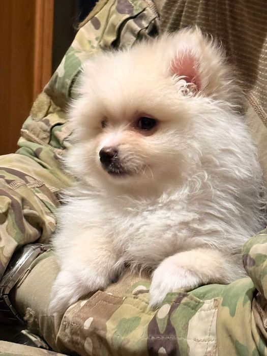 Szpic miniaturowy pomeranian szczeniak