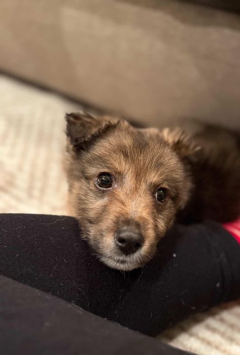 Цуценя собачка щеня