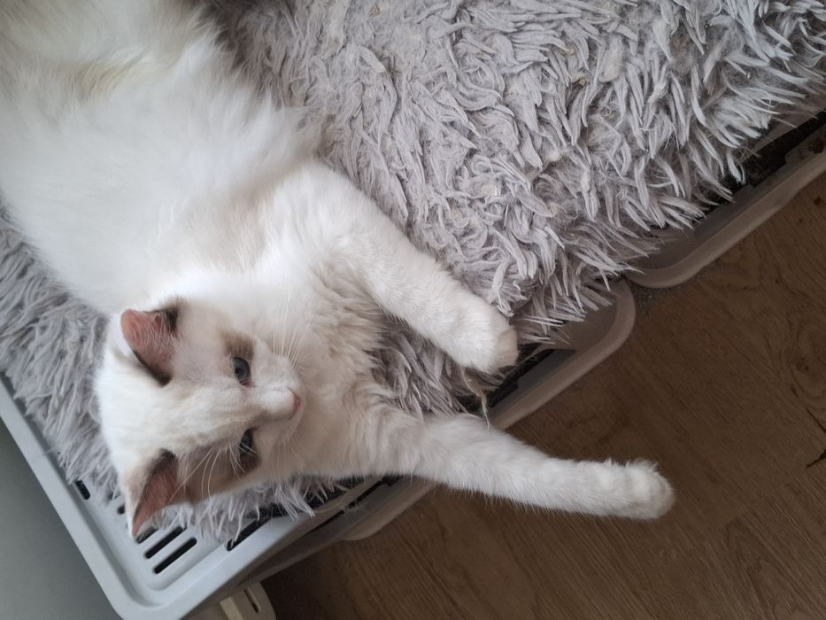 Kocurek Ragdoll.
