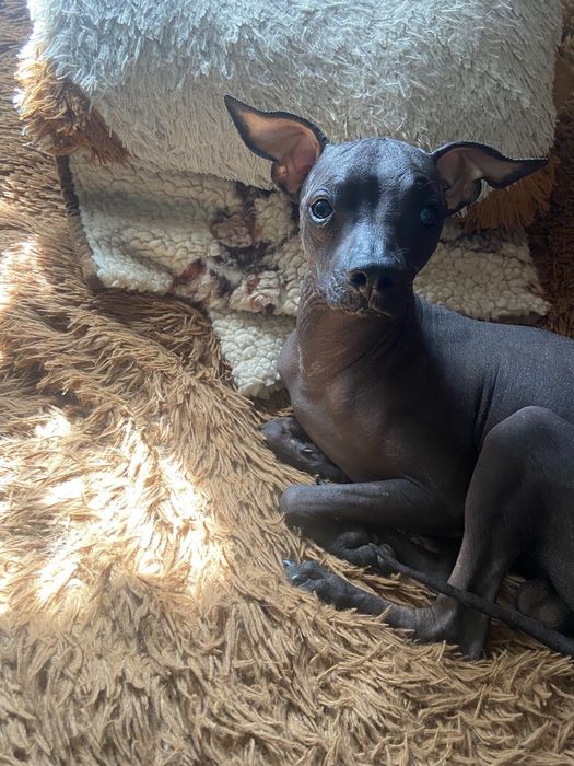 Хлопчик ксоло шукає дівчат