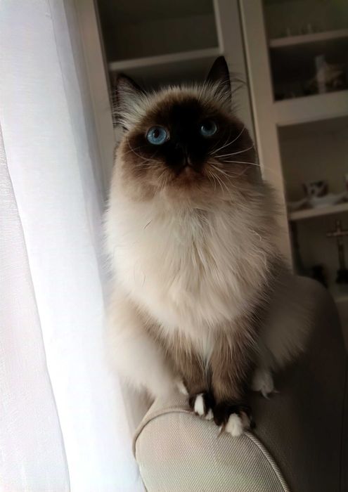 Kotka hodowlana Neva Masquerade