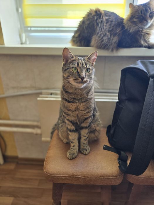 Котик в добрі ручки!