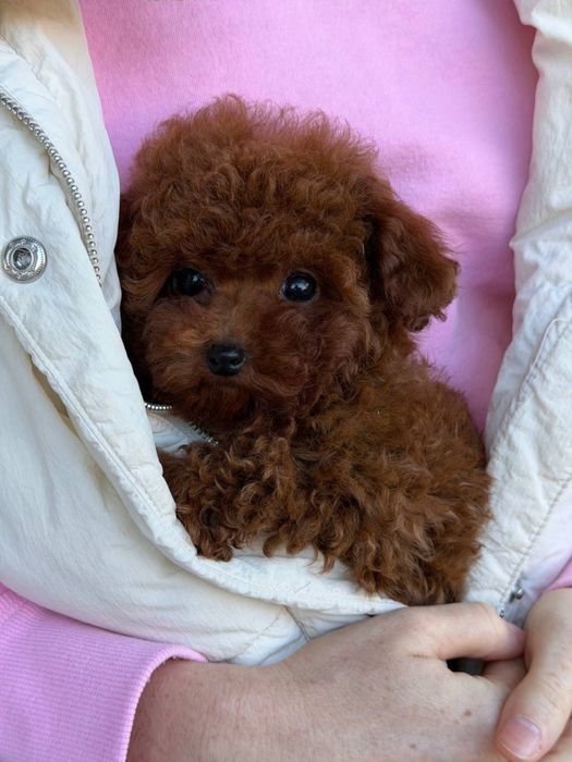 Наші малюки зачарують найвибагливіших Той та тікап пуделята