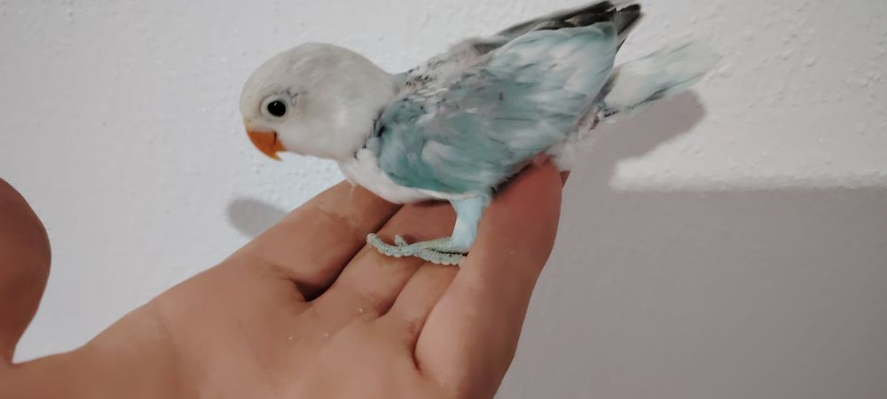 Agapornis Fischer , Blue Opalino.
