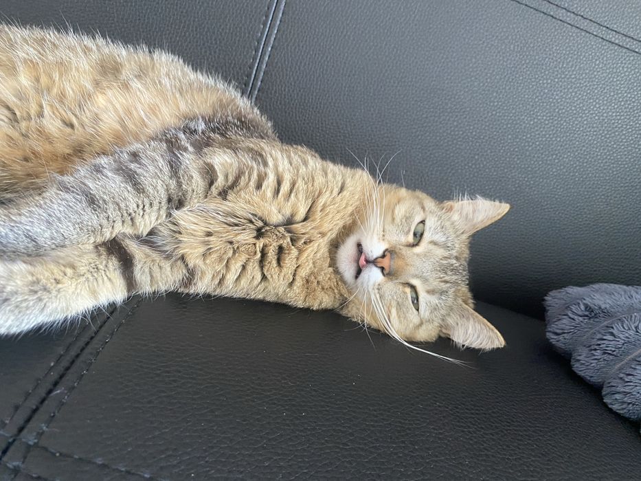 Віддам ласкаву кішечку в гарні руки