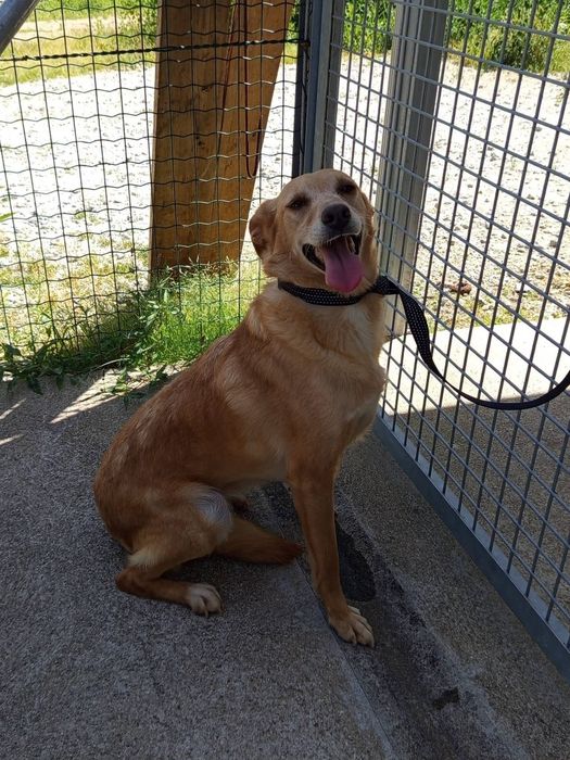 Cadelinha para adopção responsável