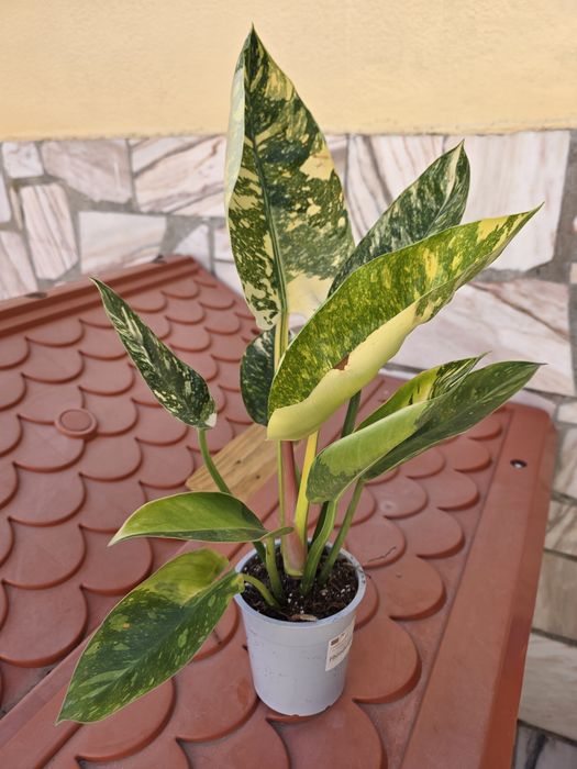 Philodendron Green Congo Variegata