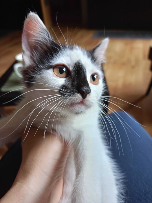 Śliczny kotek do adopcji