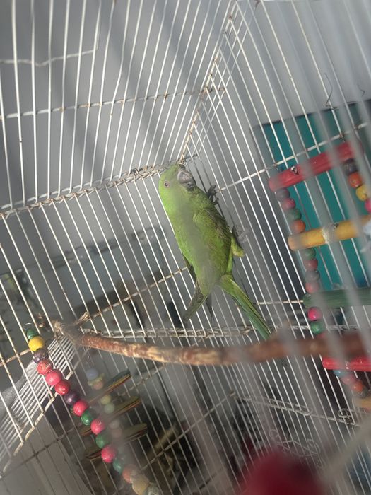 Filhote ringneck