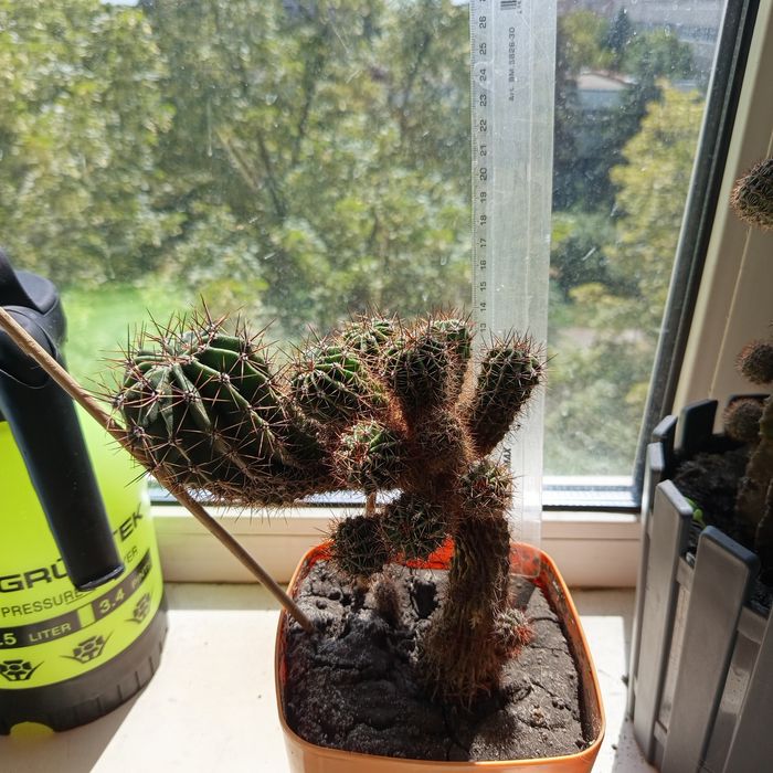 Продам кактуси Ехінопсіс трубкоквітковий (Echinopsis tubiflora).