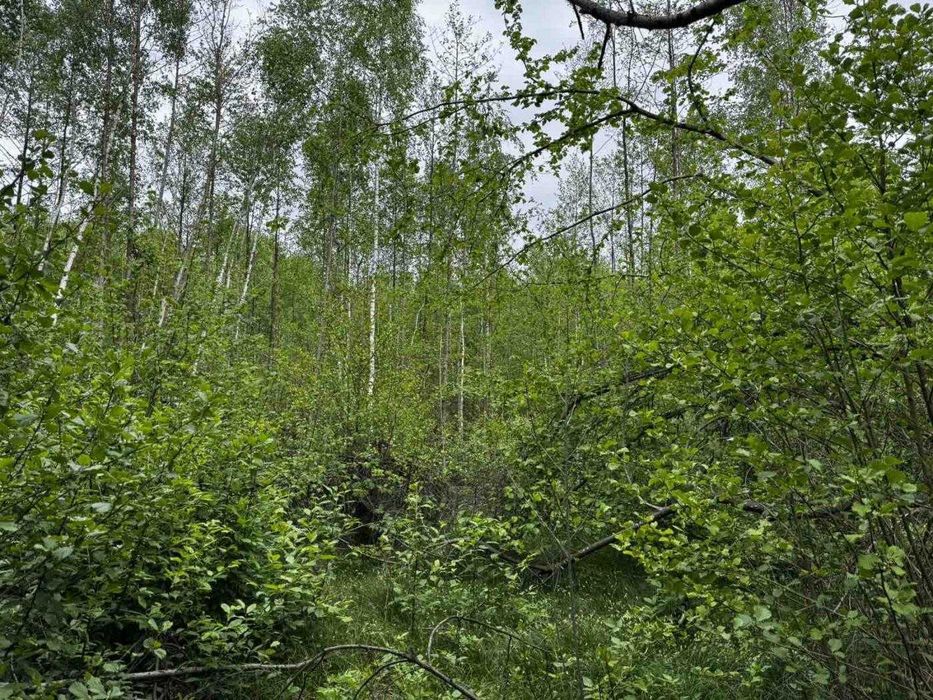 Пропонується земельна ділянка у мальовничій лісовій місцевості неподалік Івано-Франківська.(12)