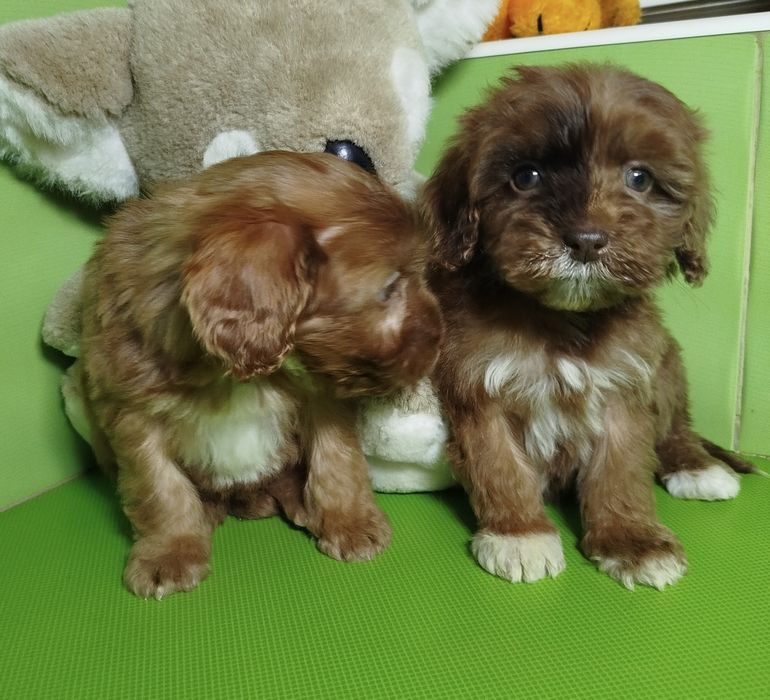 Девочка мальтипу редкого окраса